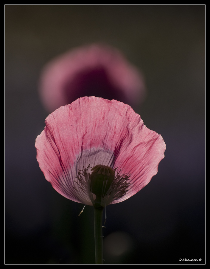 Fotografie