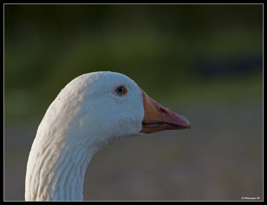 Fotografie
