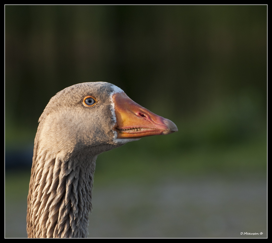 Fotografie