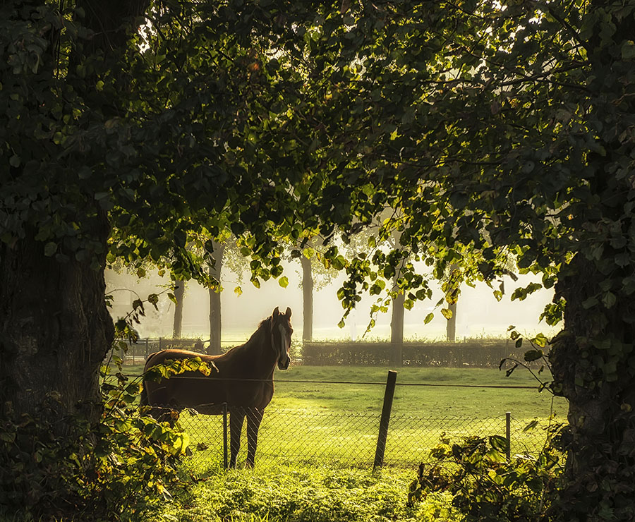 Fotografie