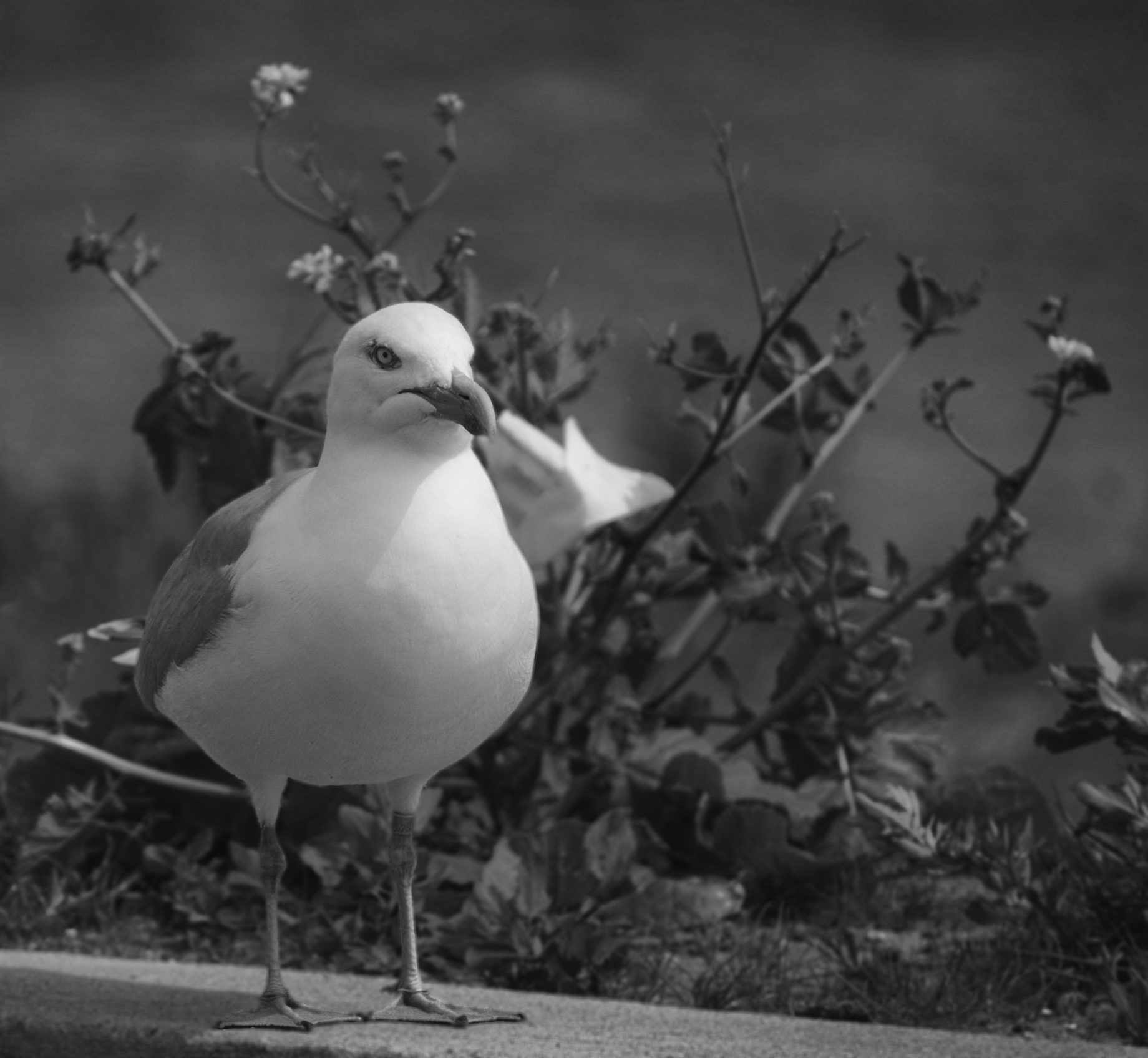 Fotografie
